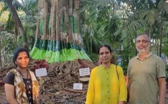 Nageswara Rao Park’s central tree lends itself to art installation by this trio